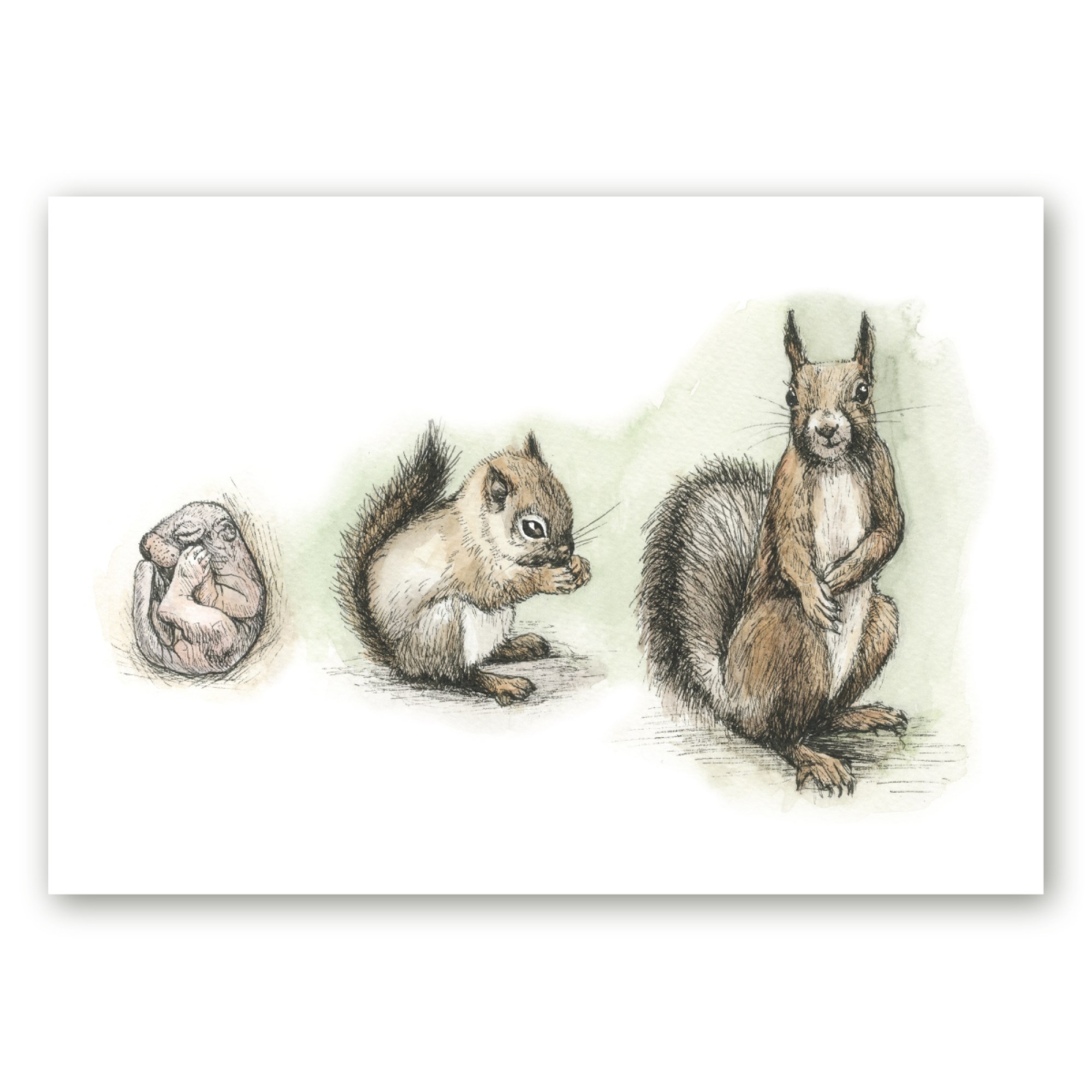 Poster akvarellillustratsioonist kasvava punaoravaga kunstnik Maria Välja teose põhjal.