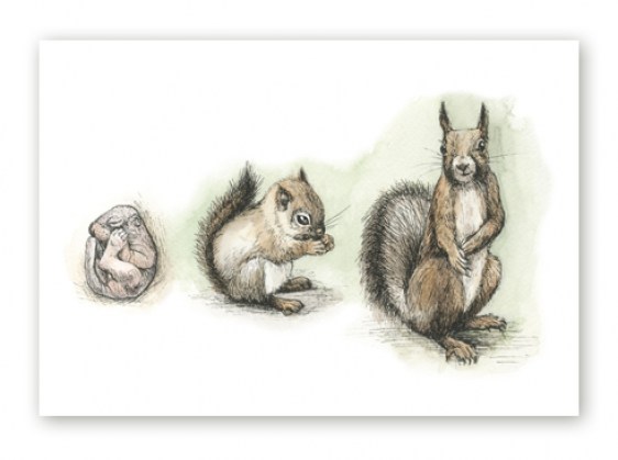 Poster illustratsiooniga orava kasvamisest