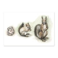 postkaart-orava-kasvamine_epoodi