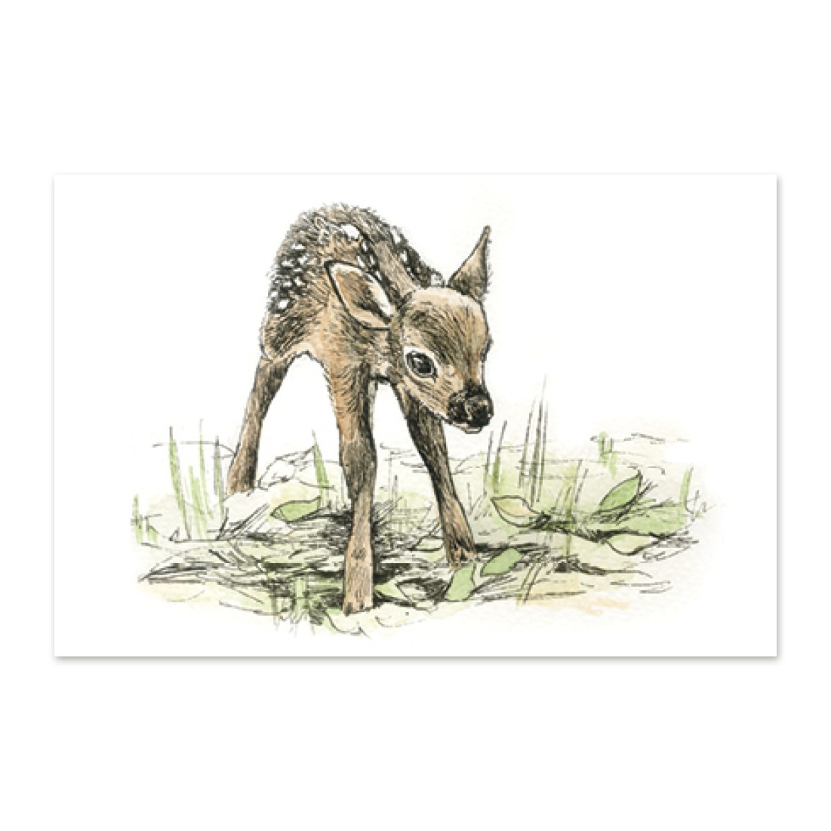 postkaart-punahirv_epoodi